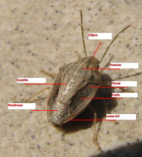 Heteroptera d''Israele: Aeliomorpha, Ischnopeza e Emblethis